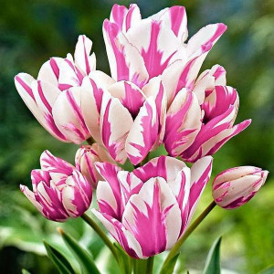 Тюльпаны Мультифлора (многоцветковые)
