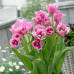 Тюльпан Багатоквітковий Fringed Family 10/11 - оптом