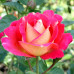 Троянда штамбова Павине око 2 прививки - оптом