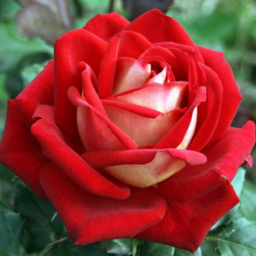 Роза крупноцветковая Бело-красная (RoseLuxe Poland)