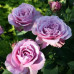 Троянда штамбова Блу Мун (плетиста) 1 прививка - оптом