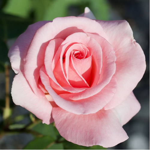 Троянда штамбова Tantau Саммер Леді (Summer Lady)  2 прививки