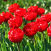 Тюльпан Махровый + Многоцветковый Robinho 10/11 - оптом