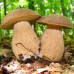 Белый гриб Дубовик 50 г (мицелий грибов) - оптом
