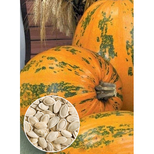 Тыква Украинская Многоплодная весовая (семена) 1 кг