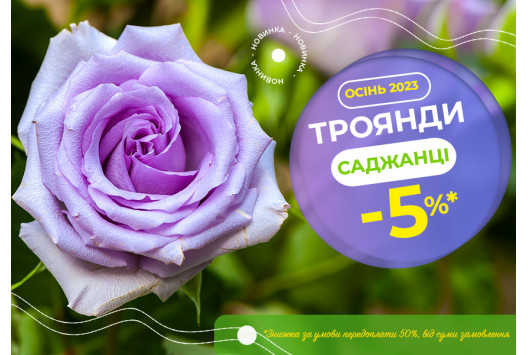 Троянди зі знижкою -5%