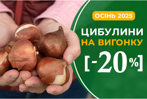 Цибулини тюльпанів для вигонки зі знижкою -20% Цибулини тюльпанів для вигонки зі знижкою -20%