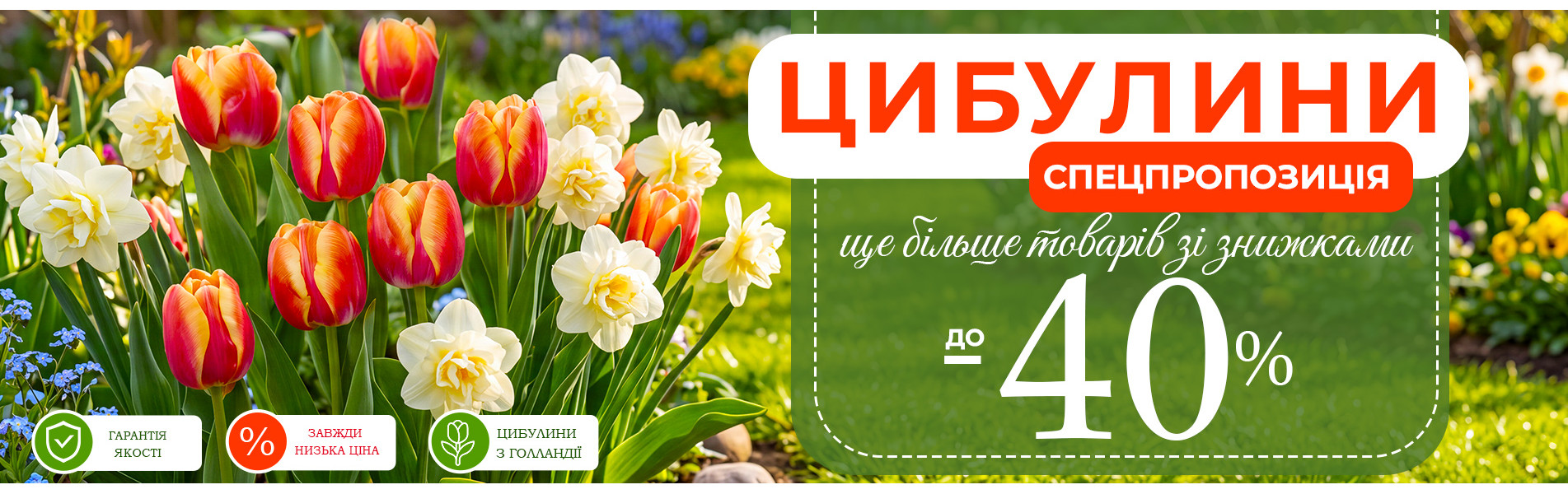 Акційні сорти тюльпанів