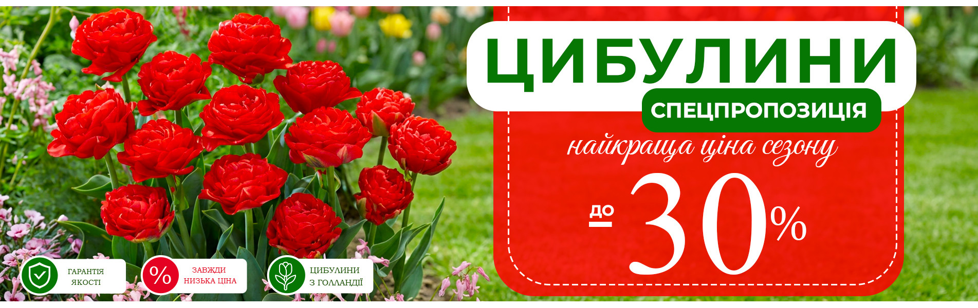 Акційні сорти тюльпанів