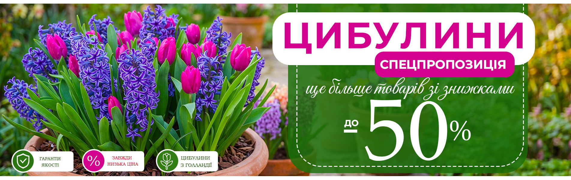 Акційні сорти тюльпанів