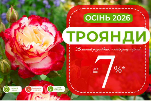 Оптова акція на саджанці троянд