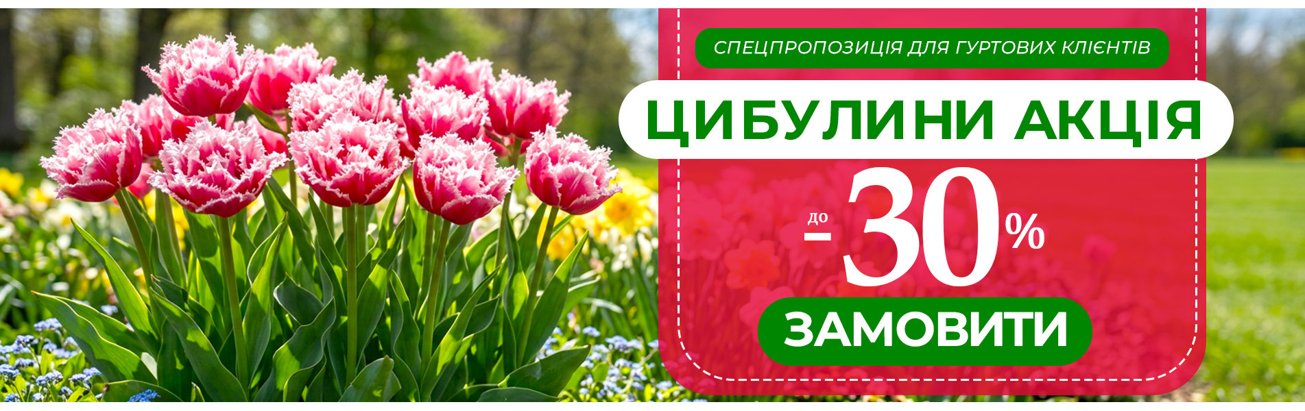 Акційні сорти тюльпанів