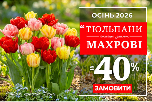 Акція на цибулини - знижка 40 %