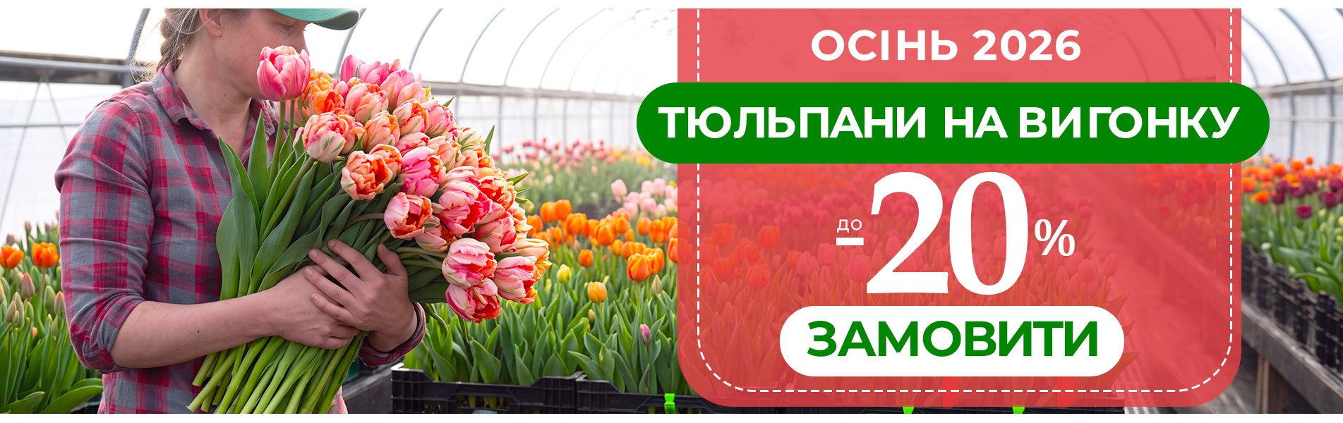 Тюльпани на вигонку