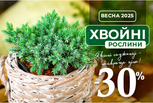 Хвойна елегантність гуртом: знижки до -30%