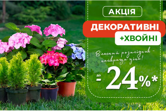Спеціальна пропозиція на декоративні та хвойні рослини — до –24%