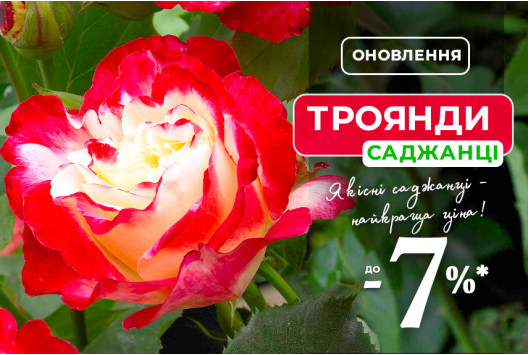 Новий сезон троянд: передзамовлення зі знижкою до –7%
