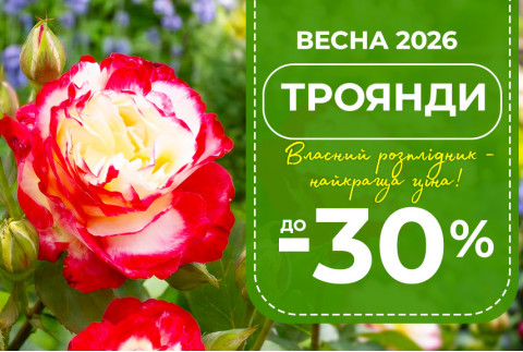 Купити троянди гуртом зі знижкою до -30%