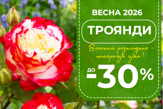 Купити троянди гуртом зі знижкою до -30%