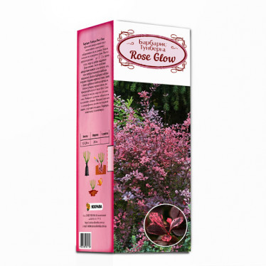 Барбарис Тунберга Rose Glow (контейнер 0.5 л) (упаковка-коробка)