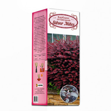 Барбарис оттавский Silver Miles (контейнер 0.5 л) (упаковка-коробка)