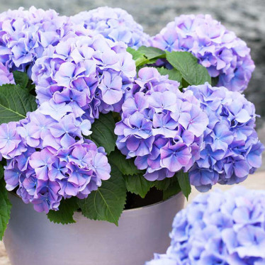 Гортензія Blauer Zwerg (великолиста) (контейнер 2.0 л)