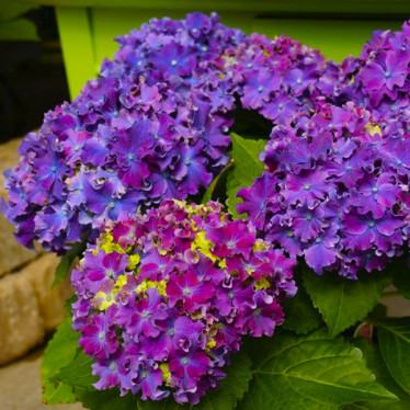 Гортензия (крупнолистная) Curly Sparkle Blue Purple (контейнер 2.0 л)