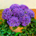 Гортензия (крупнолистная) Curly Sparkle Blue Purple (контейнер 2.0 л) - оптом