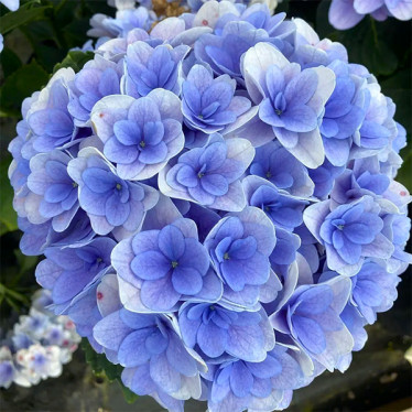 Гортензія (великолисткова) Florentina Blue (контейнер 0.5 л)