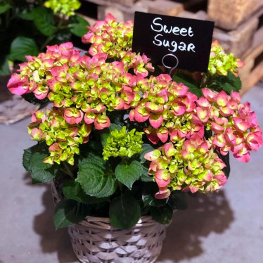 Гортензія (великолисткова) Hi Sweet Sugar (контейнер 2.0 л)