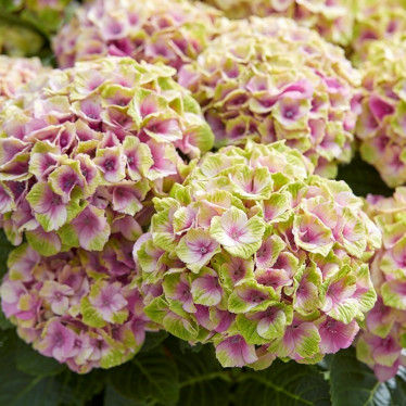 Jewel Pink 0.5 л гортензія великолиста