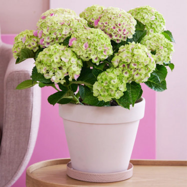 Jewel Pink 0.5 л гортензія великолиста