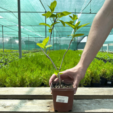 Гортензия Bluebird (пыльчатая) (контейнер 0.5 л)