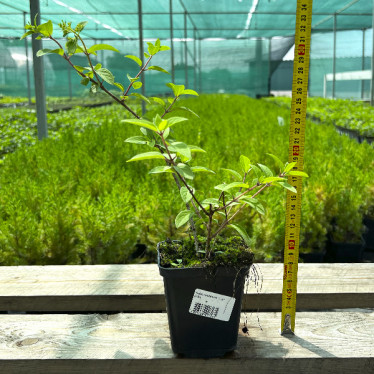 Гортензія Bobo (волотиста) (контейнер 0.5 л)