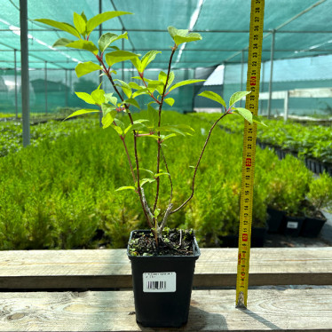 Гортензія Pink Queen (волотиста) (контейнер 0.5 л)