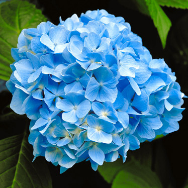 Гортензія Nikko Blue (великолиста) (контейнер 0.5 л)