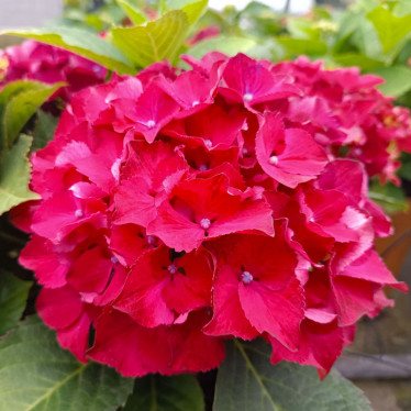 Гортензія (великолисткова) Royal Red (контейнер 2.0 л)