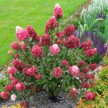 Гортензия Lydia метельчатая (контейнер 2.0 л)