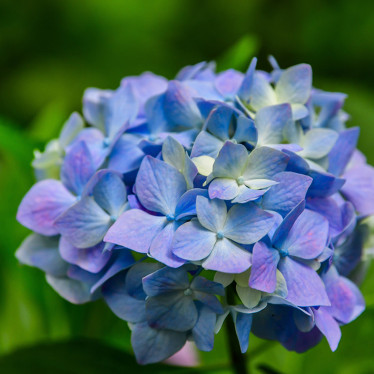 Гортензия (крупнолистная) Sarena Blue (контейнер 2.0 л)