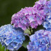 Гортензия (крупнолистная) Sarena Blue (контейнер 2.0 л) - оптом