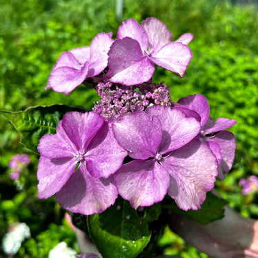 Гортензія Tiffany Purple  (великолисткова) (контейнер 0.5 л)