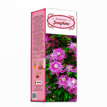 Клематис Josephine махровий (контейнер 0.5 л) (упаковка-коробка)