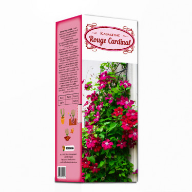 Клематис Rouge Cardinal (контейнер 0.5 л) (упаковка-коробка)