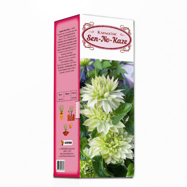 Клематис Sen-no-Kaze (контейнер 0.5 л) (упаковка-коробка)