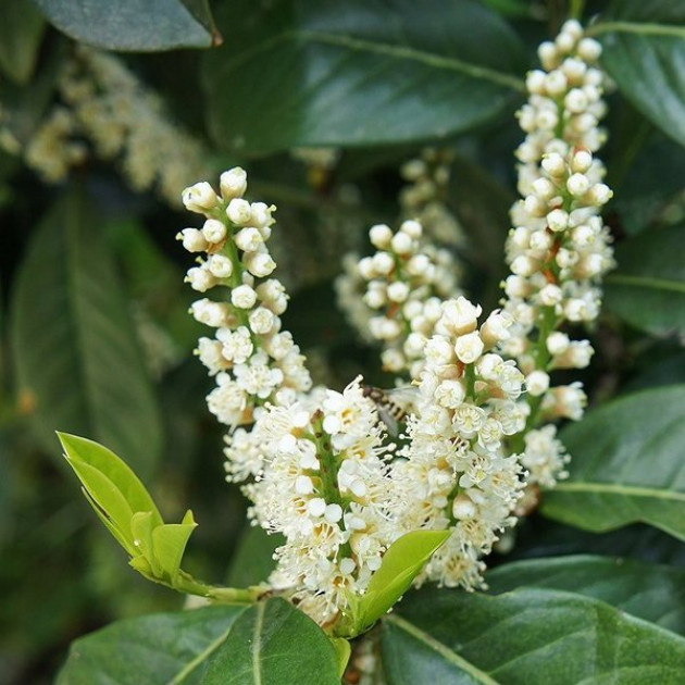 Лавровишня лікарська Rotundifolia (контейнер 0.5 л)