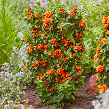 Піраканта Orange Star (контейнер 0.5 л)