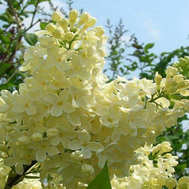 Сирень Примроз (Primrose)