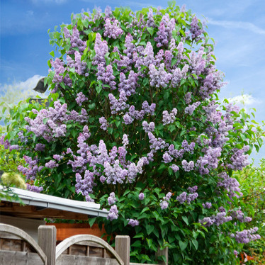 Сирень Профессор Хозер (ЗКС)