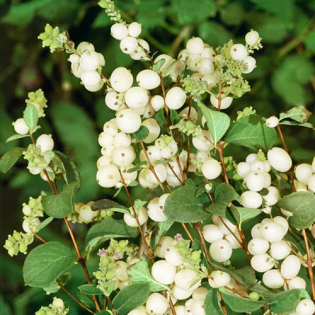 Сніжноягодник білий (Symphoricarpos albus) (контейнер 0.5 л)