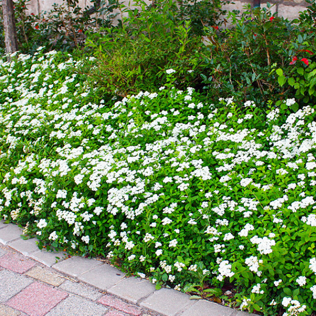 Спирея japonica Albiflora (контейнер 0.5 л)